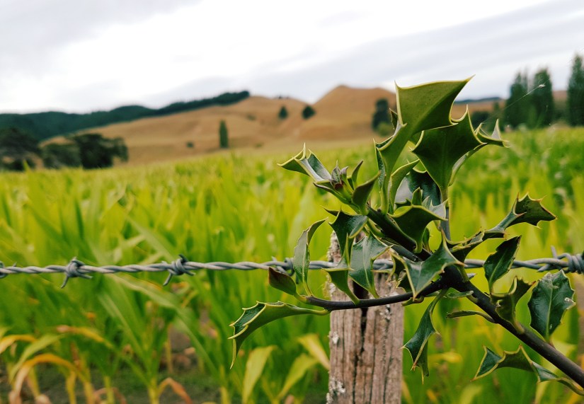 Holly tree growing by the roadside